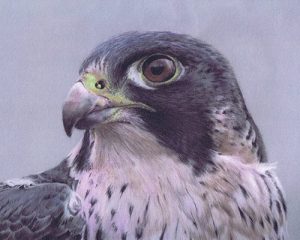 pastel-bird-portraits