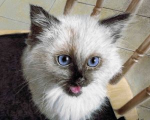 pastel-cat-portraits