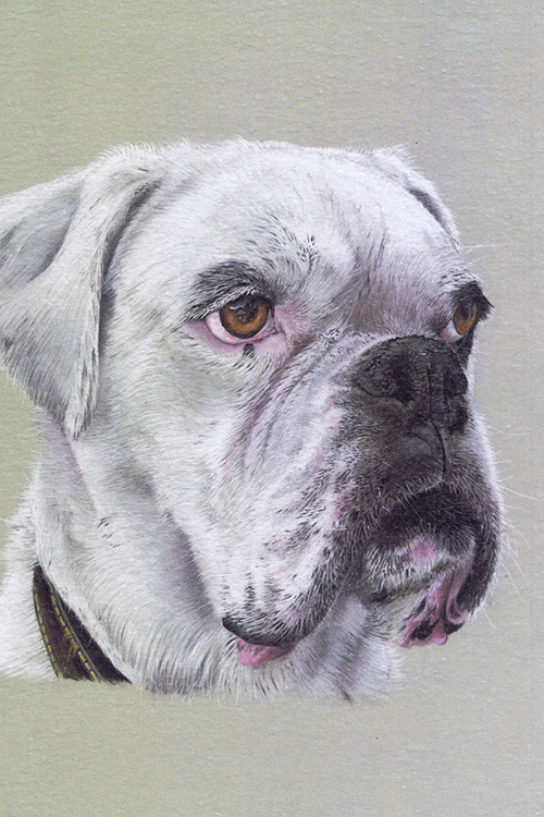 pastel-dog-portraits