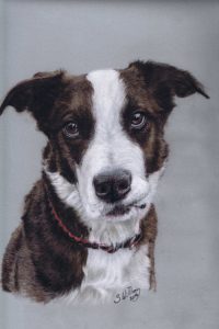 steve-morris-pet-portraits