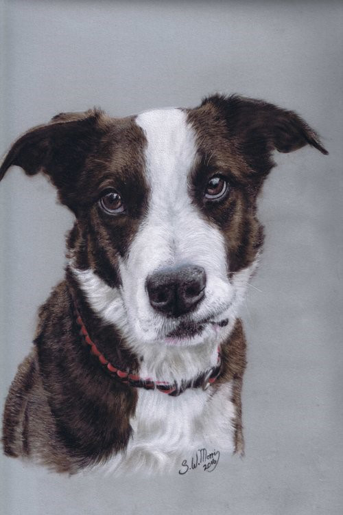 steve-morris-pet-portraits