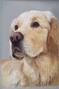 steve-morris-pet-portraits