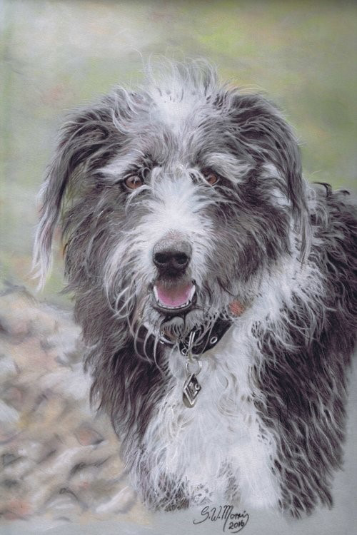 steve-morris-pet-portraits