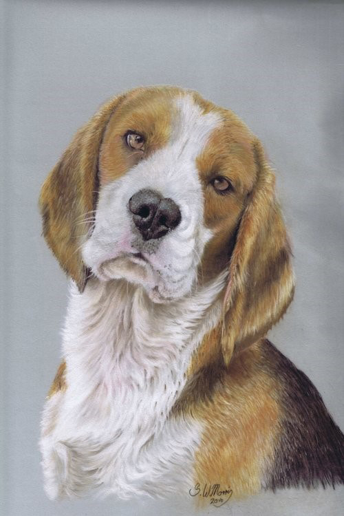 steve-morris-pet-portraits