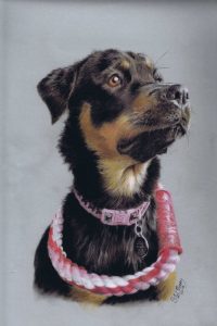 steve-morris-pet-portraits