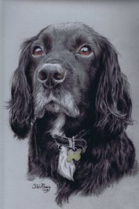steve-morris-pet-portraits