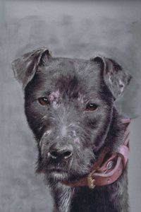 steve-morris-pet-portraits