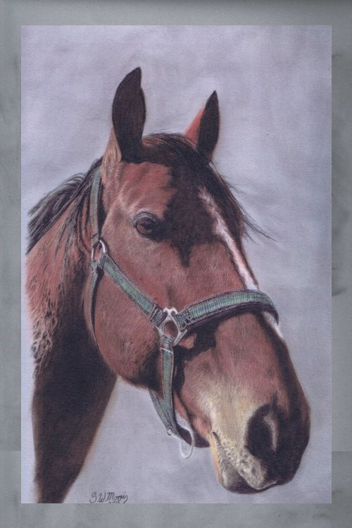 steve-morris-pet-portraits