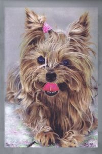 steve-morris-pet-portraits