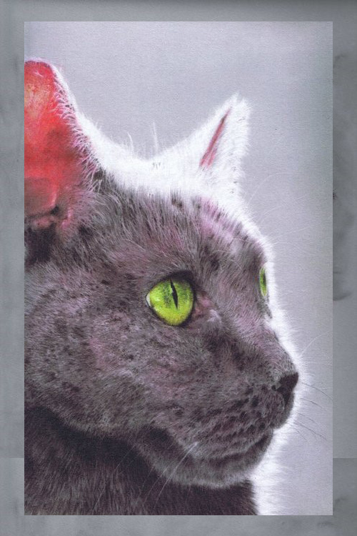 steve-morris-pet-portraits