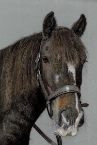 steve-morris-pet-portraits-013a