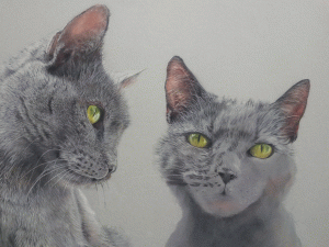Time Lapse Cat Portrait by Steve Morris