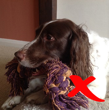 artistic-dog-portrait