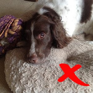 artistic-dog-portrait