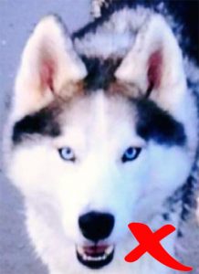 how-to-take-a-photo-for-a-pastel-dog-portrait