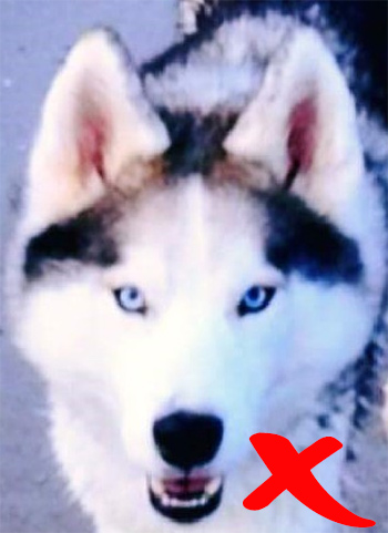 how-to-take-a-photo-for-a-pastel-dog-portrait