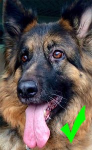 how-to-take-a-photo-for-a-pastel-dog-portrait