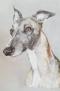 steve-morris-pet-portraits-014a