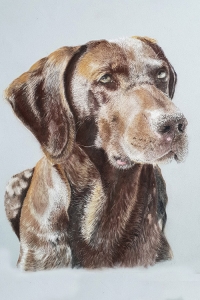 steve-morris-pet-portraits-016a