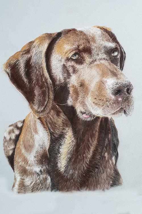 steve-morris-pet-portraits-016a