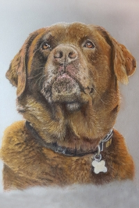 steve-morris-pet-portraits-018a