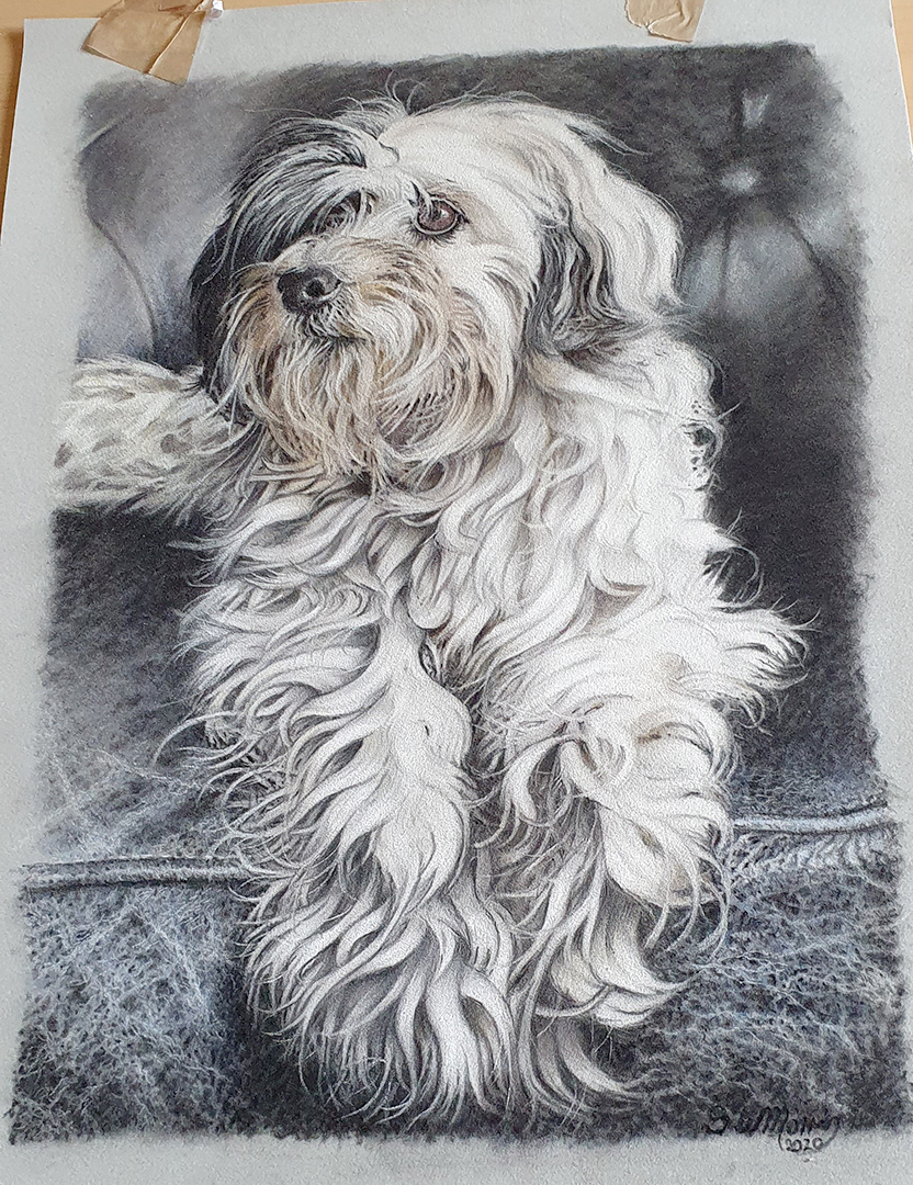 Steve Morris Pet Portraits
