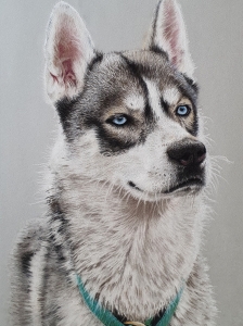 steve-morris-pet-portraits