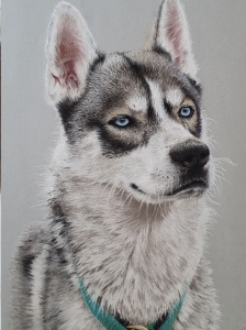 steve-morris-pet-portraits