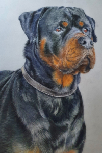 Pet portraits 2021 Steve Morris