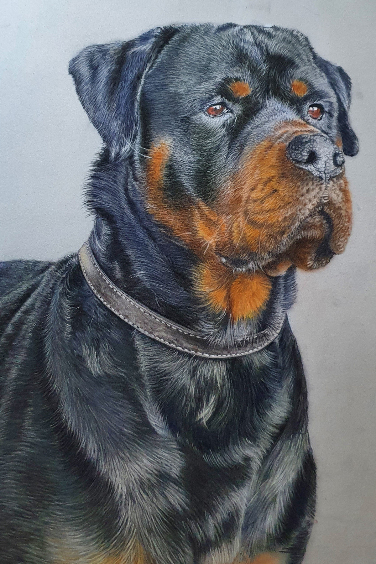 Pet portraits 2021 Steve Morris