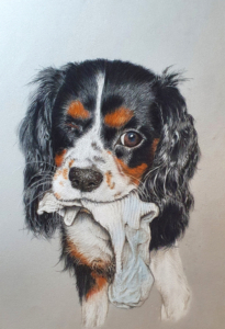 steve-morris-pastel-pet-portraits Bella