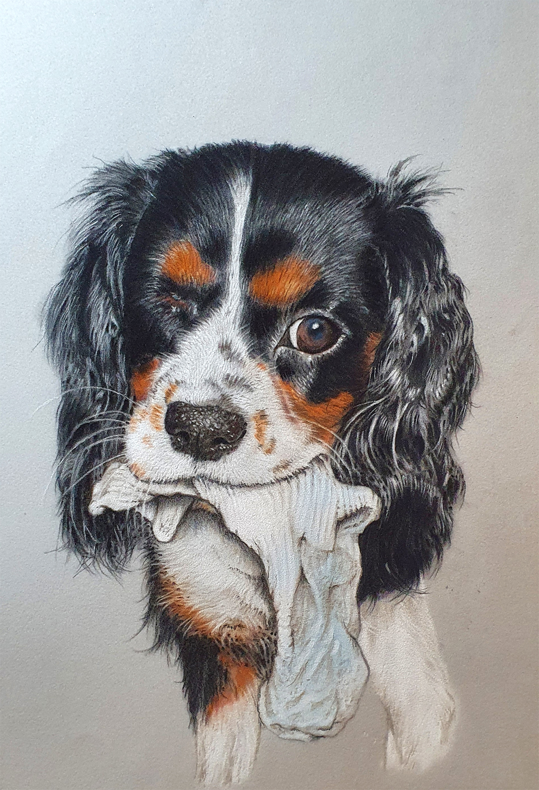 steve-morris-pastel-pet-portraits Bella