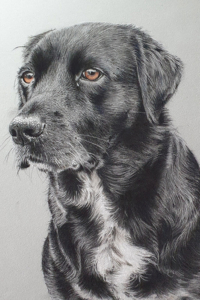 pastel-pet-portraits