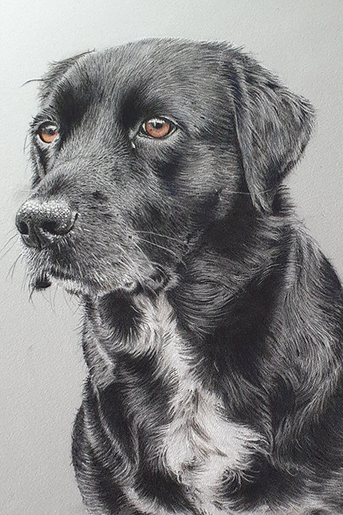 pastel-pet-portraits