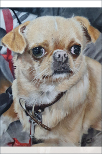 pastel-pet-portraits