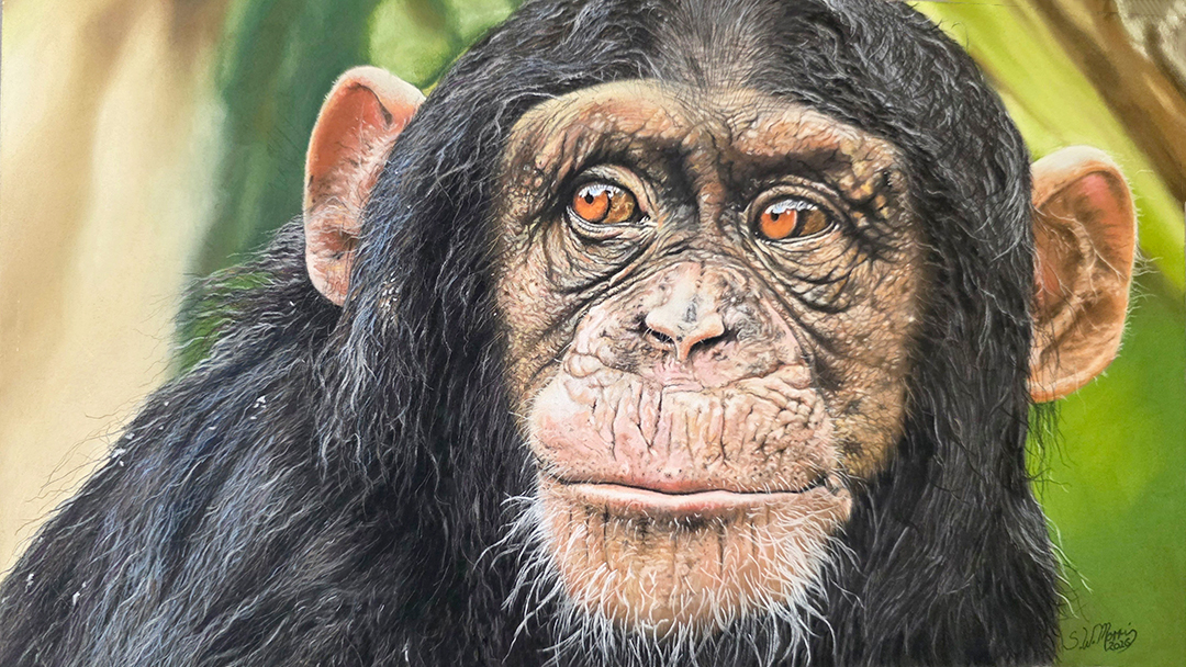 steve-morris-pet-monkey-pastel-portrait