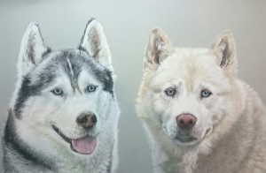 huskie-pastel-dog-portraits