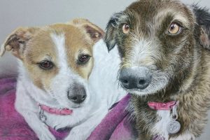 two dog pet portraits