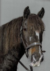 eve-morris-pastel-horse-portrait