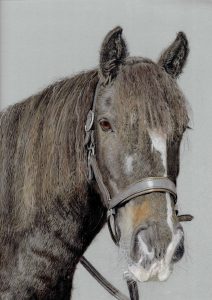 steve-morris-pastel-horse-portrait