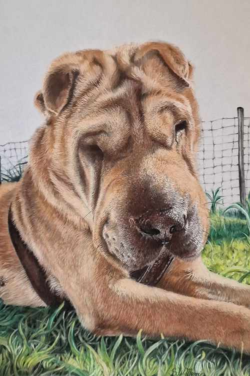 pastel-pet-portraits