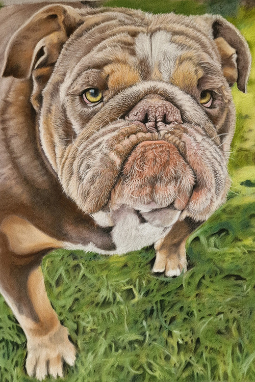 pastel-pet-portraits